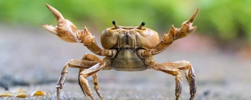 死螃蟹可以放在冰冻里面保存吗