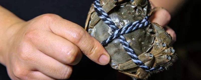 大闸蟹怎么捆扎