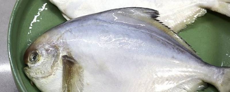 薄薄的一片是什么鱼