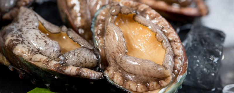 鲍鱼刺身是生的还是熟的