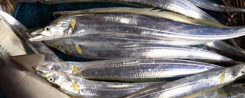 带鱼种类