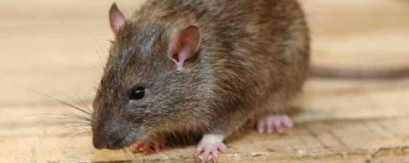 死老鼠的臭味多久才能自动消失