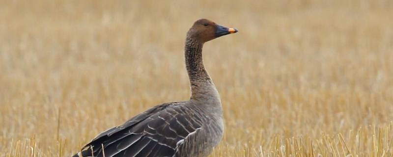 鄱阳湖冬季候鸟种类