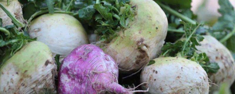 恰玛古是什么蔬菜