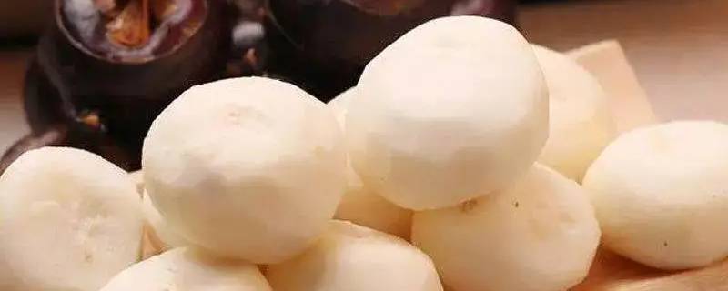 食用植物根的有什么食物