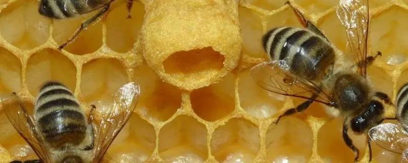 蜜蜂会走吗