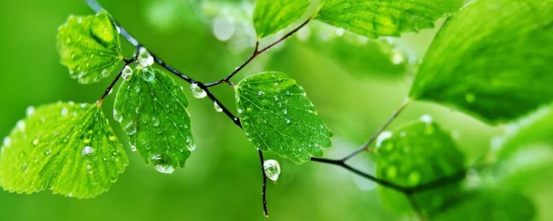 绿色的象征意义和内涵