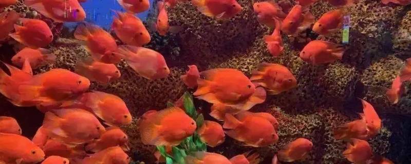 海洋中的小动物有哪些特点