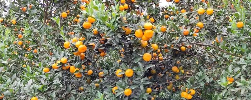 臭皮柑学名叫什么