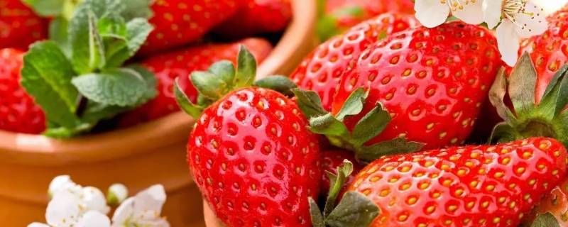 草莓为什么冬天上市