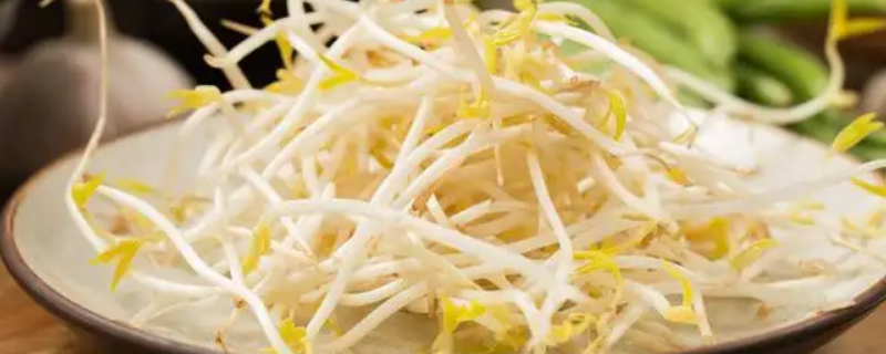 生根不落地有叶不开花是什么蔬菜