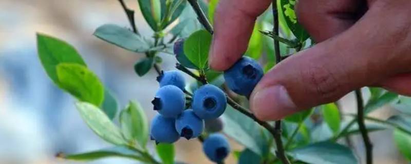 蓝莓长在什么地方