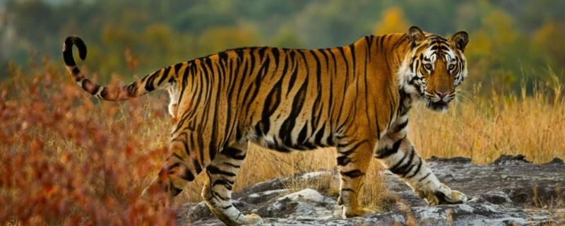 老虎身上的条纹有什么作用