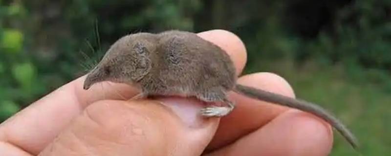 鼩鼱是哺乳动物吗