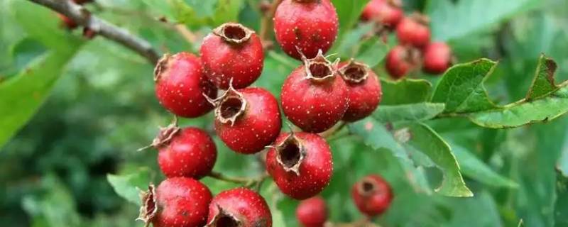 10种代表秋天的水果