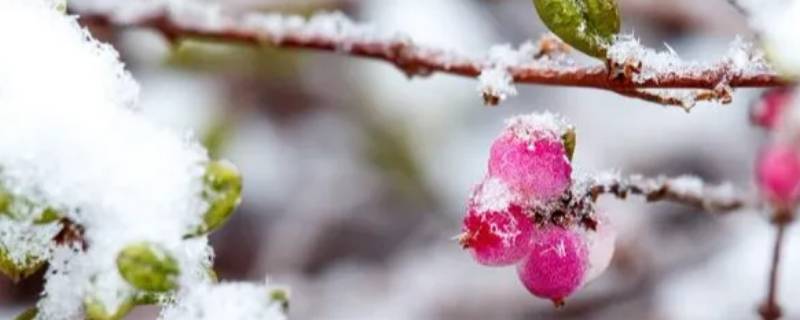 倒春寒比冬天还冷吗