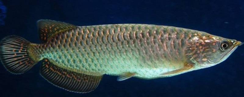 杀鱼技巧与方法