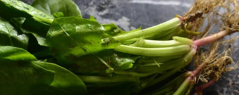 菠菜榨汁需要烫一下吗