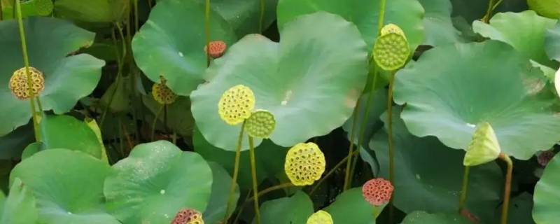 荷花中间的线有什么用