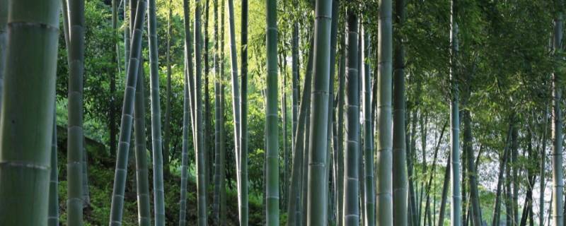 竹子有三个名字叫什么