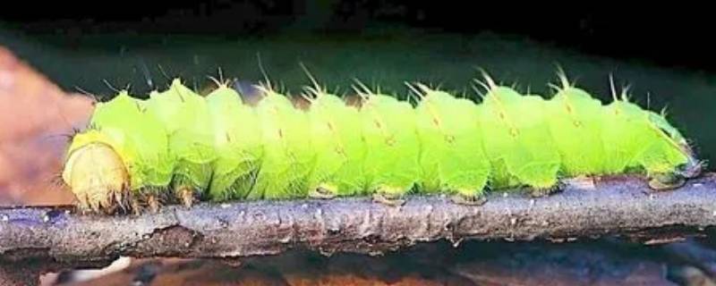 毛虫常见吗