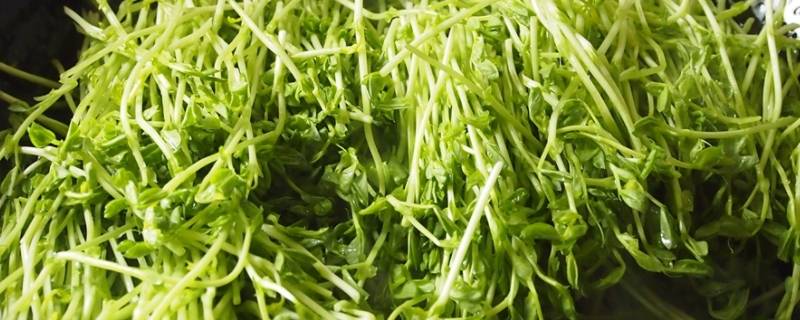 上汤豆苗是什么豆的苗