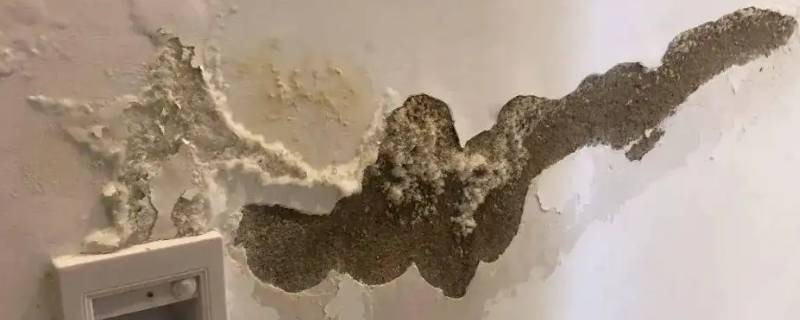 墙上白色棉絮状结晶是什么
