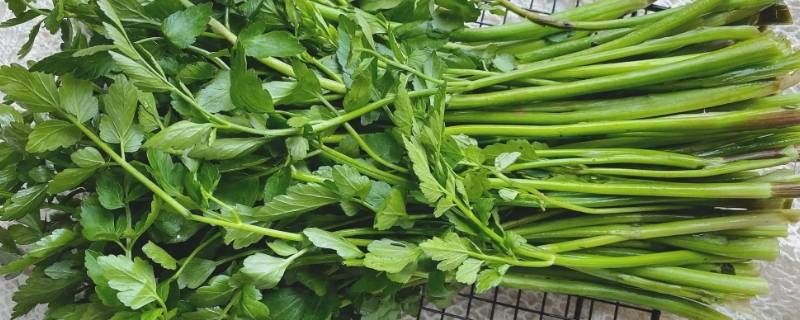 芹菜是十字花科蔬菜吗