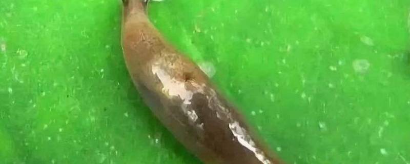 蛞蝓是害虫还是益虫