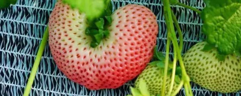 丑莓是啥品种