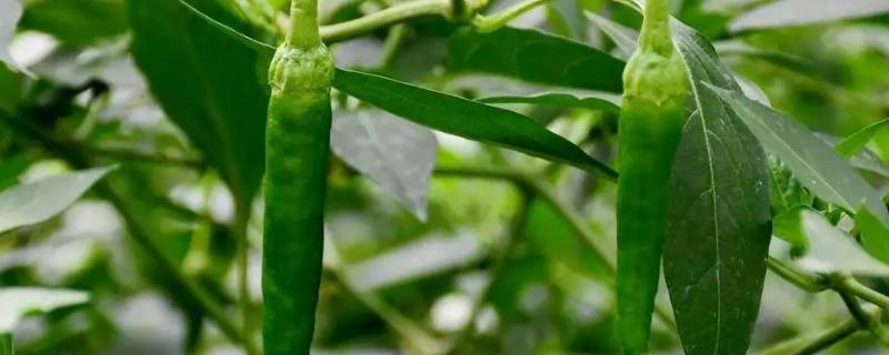 樟树港辣椒是哪里产的