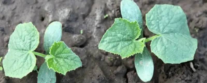 种瓜是什么季节