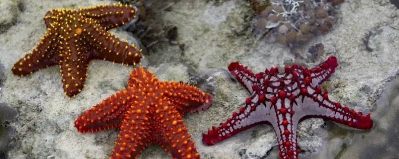 海星几个角