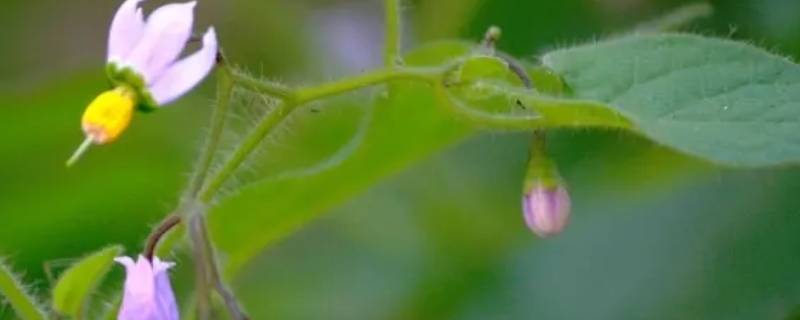 蜀羊泉的别名