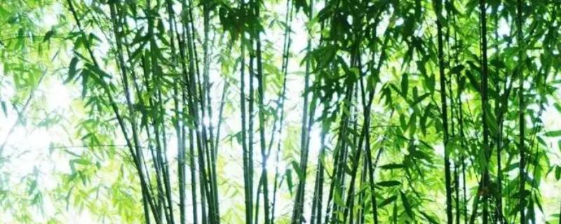 竹子的寿命一般多长