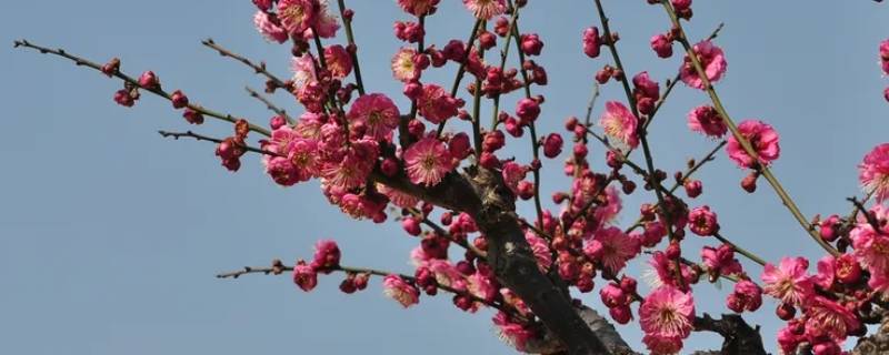 腊梅是不是梅花