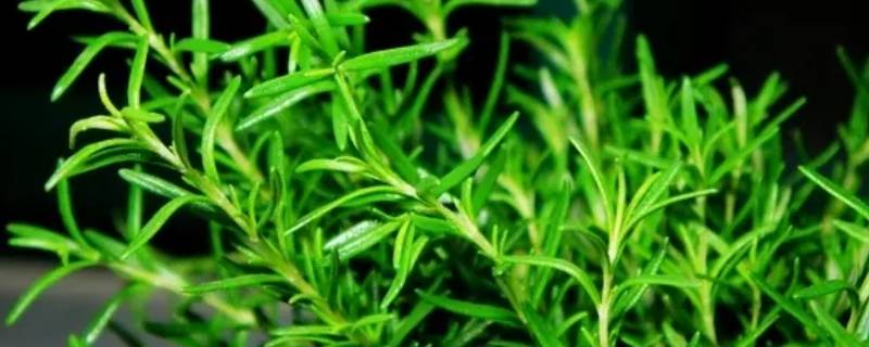 迷迭香是茴香吗