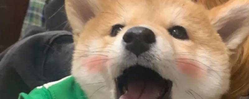 超级精明的三大生肖