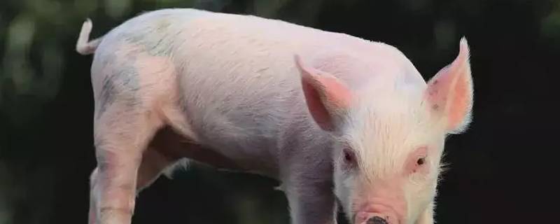 属猪人的晚年是什么样