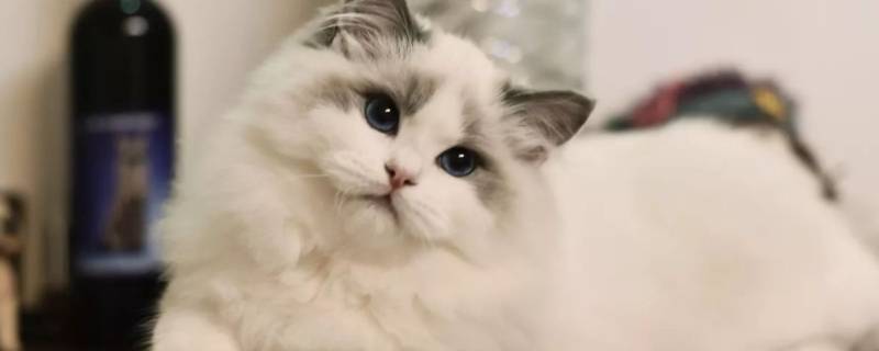 猫能吃虾片零食吗