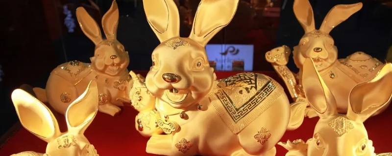 属兔晚年什么样