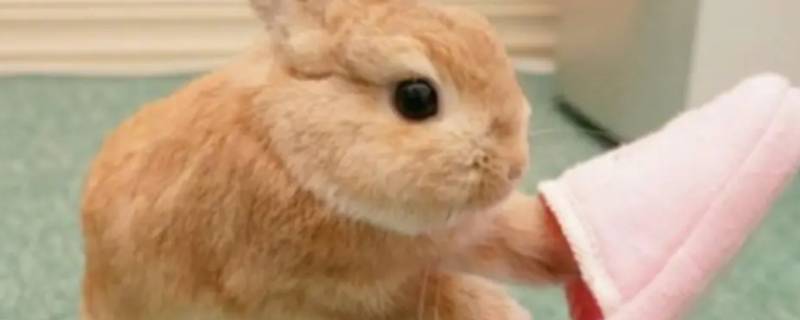属兔哪日出生是上等之命