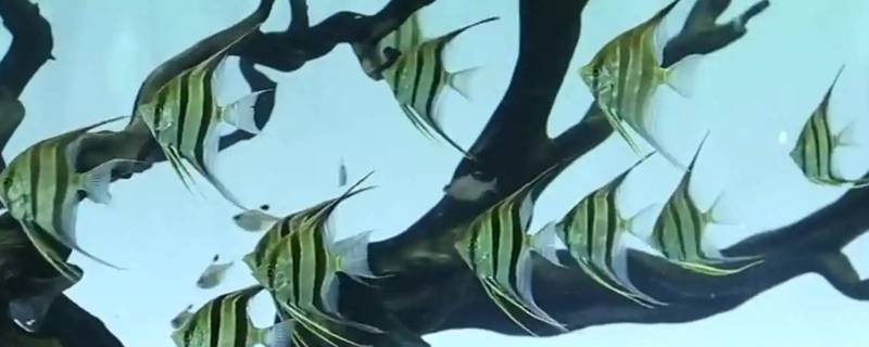 埃及神仙鱼和秘鲁神仙鱼的区别
