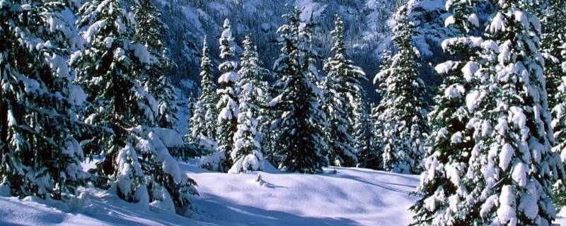 三月飞雪代表什么