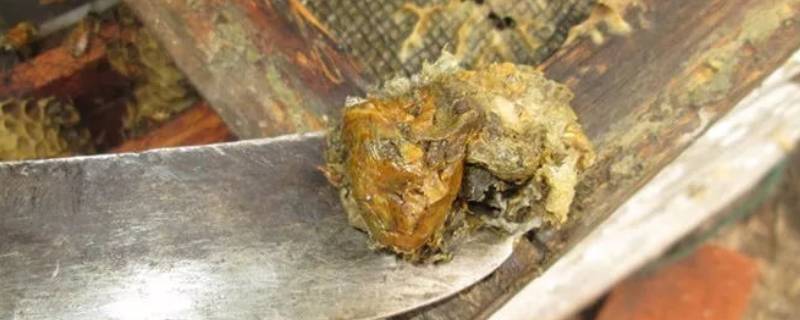 原始块状蜂胶食用方法