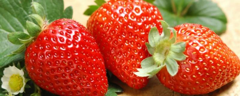 草莓含维生素c高吗