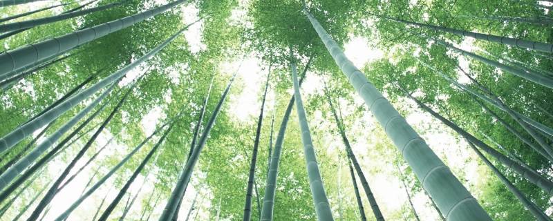 韩国有竹子这种植物吗