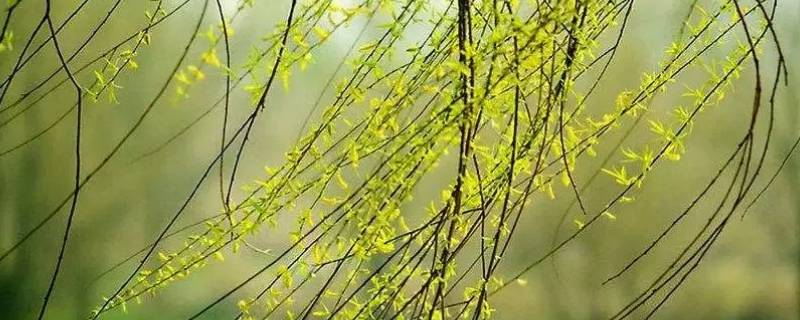 2月是春天吗