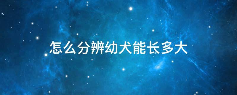 怎么分辨幼犬能长多大