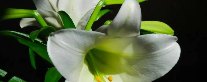 两朵百合花代表什么意思